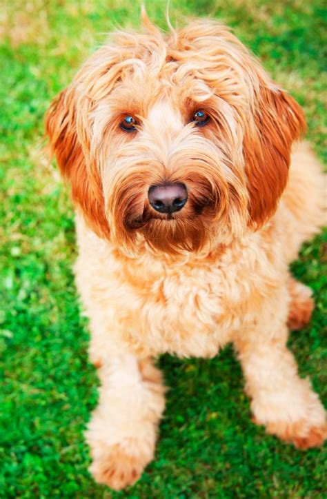 Goldendoodle’s spoiling for a fight